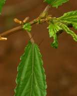 Image of Horn-fruited jute