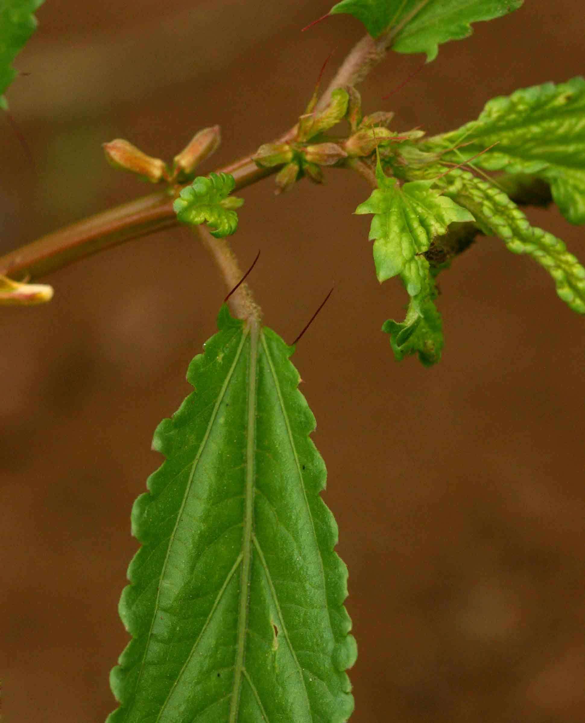 Image of Horn-fruited jute