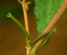 Image of Horn-fruited jute