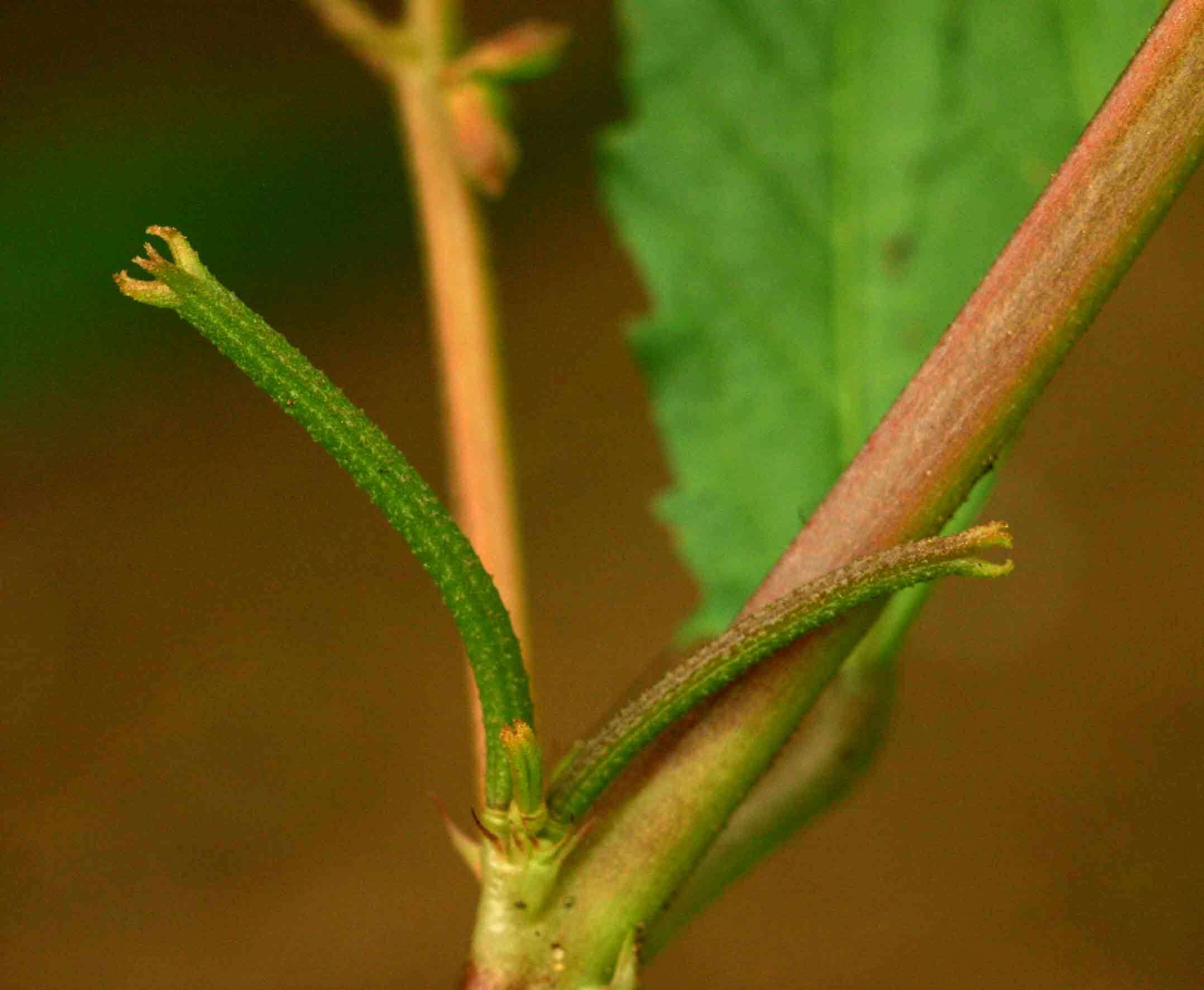 Image of Horn-fruited jute