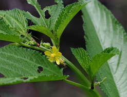 Image of Horn-fruited jute