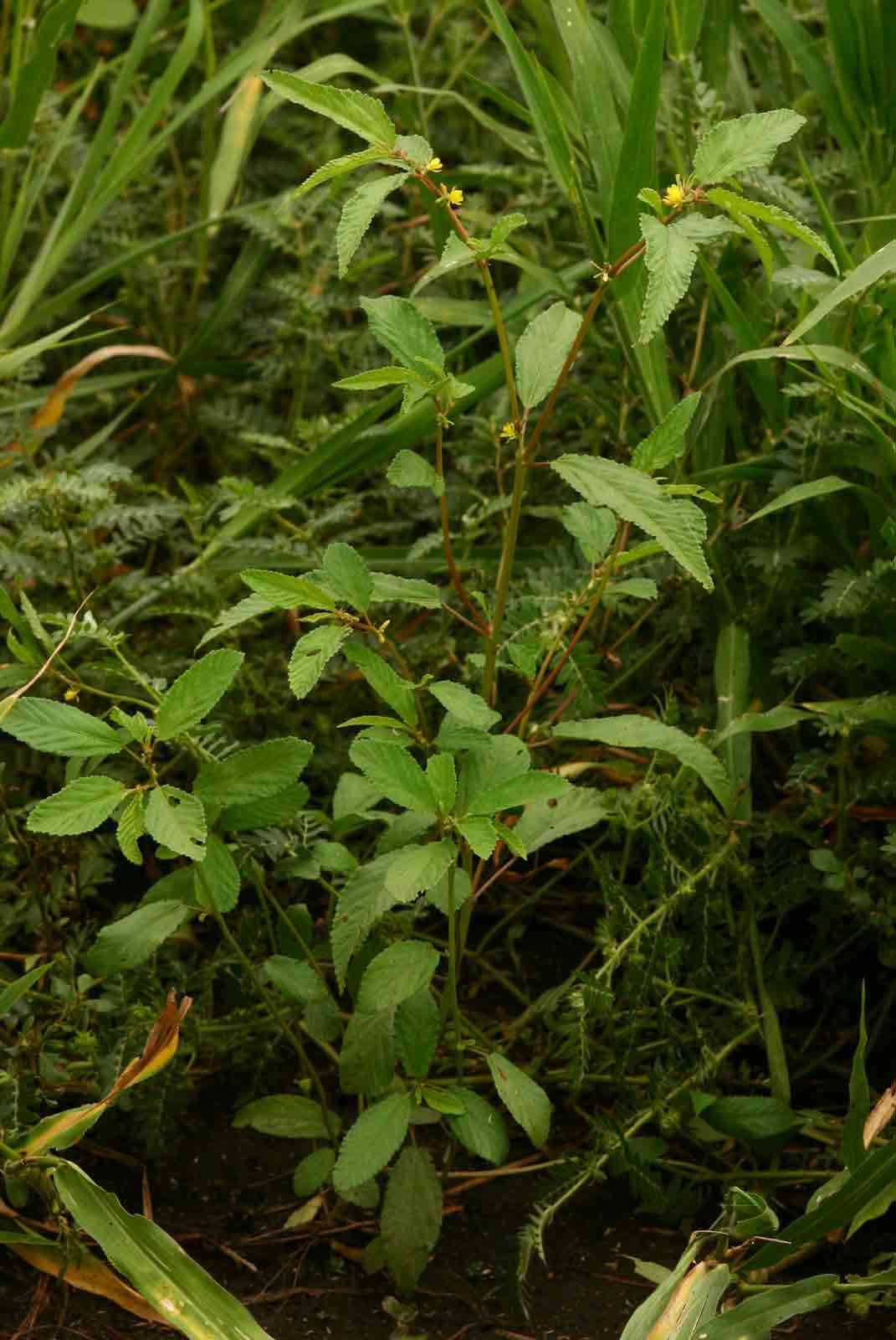 Image of Horn-fruited jute