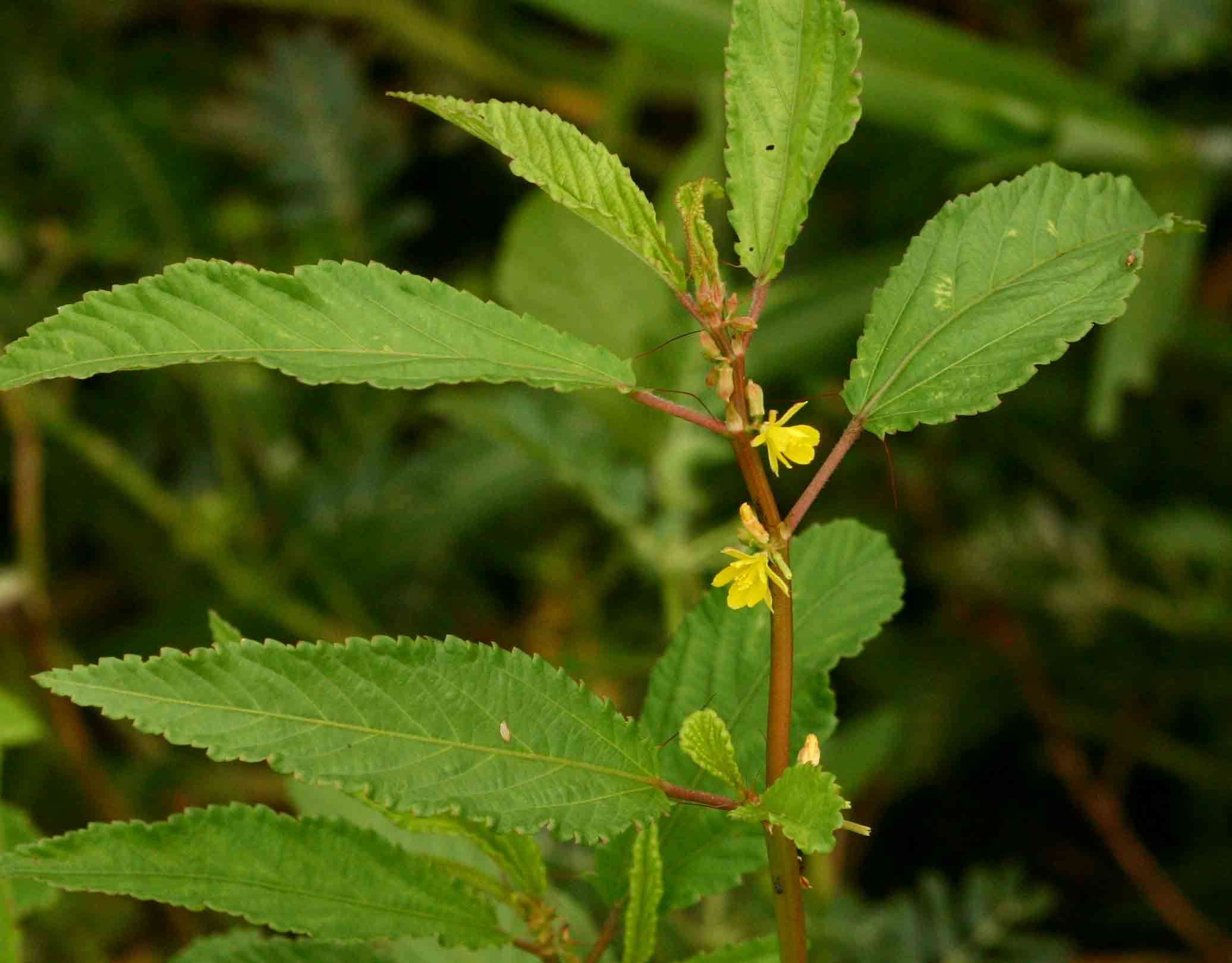 Image of Horn-fruited jute