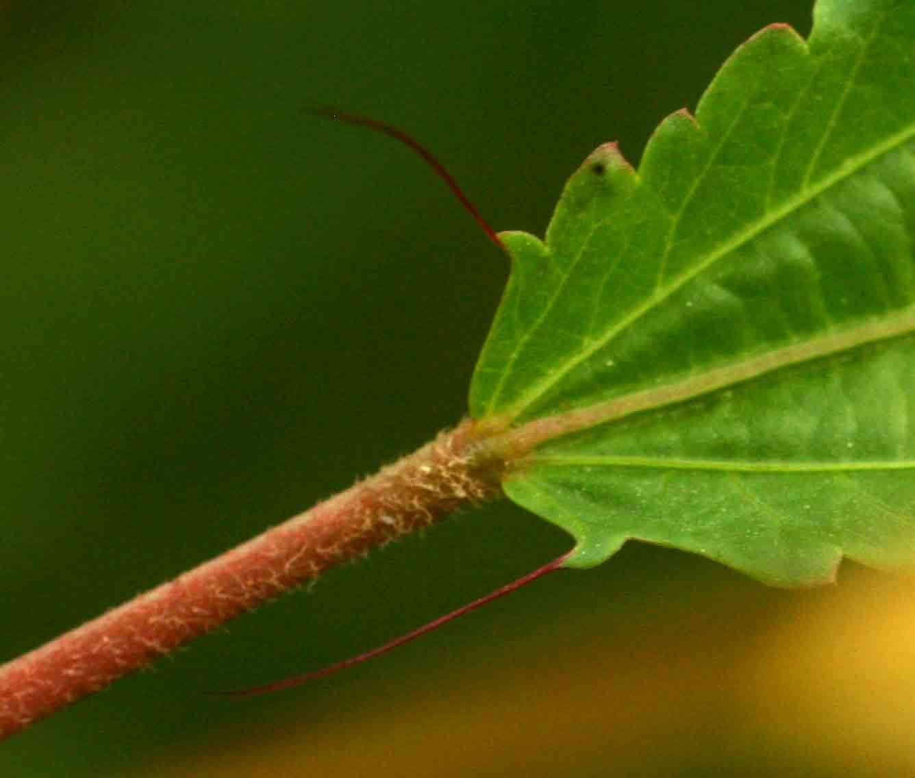 Image of Horn-fruited jute