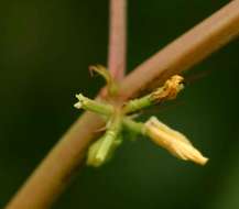 Image of Horn-fruited jute