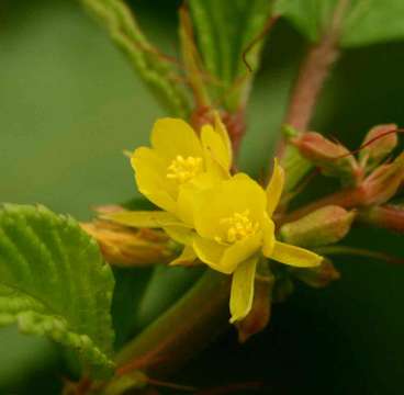 Image of Horn-fruited jute