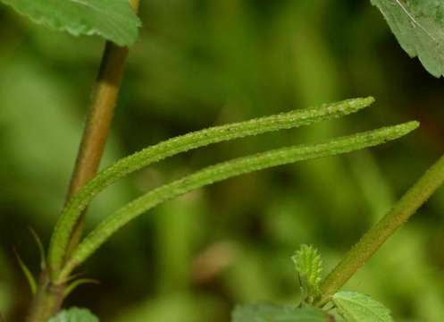 Image of threelocule corchorus