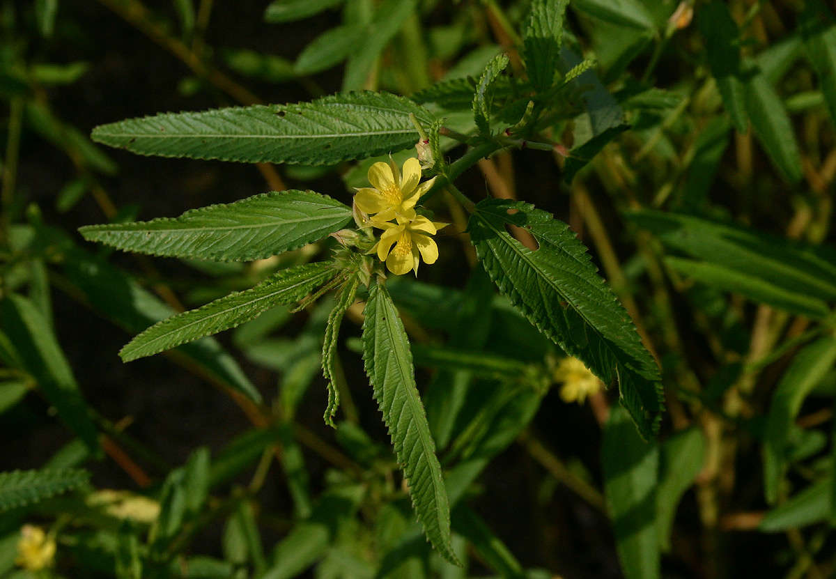 Image of threelocule corchorus