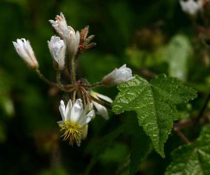 Image de Sparrmannia