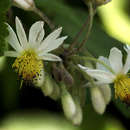 Image de Sparrmannia ricinocarpa (Eckl. & Zeyh.) O. Kuntze
