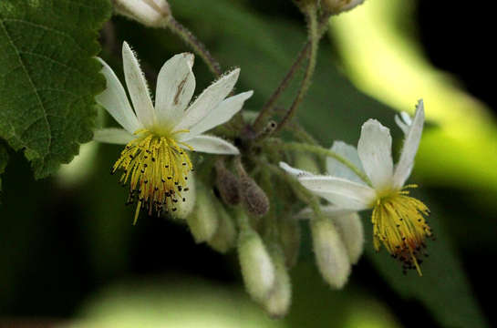 Image of Sparrmannia