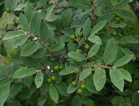 Image of grewia