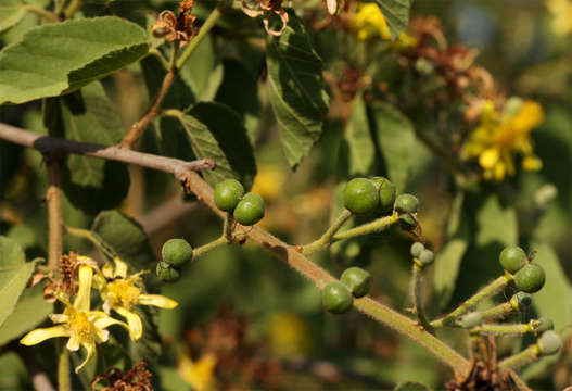 Image de Grewia flavescens Juss.