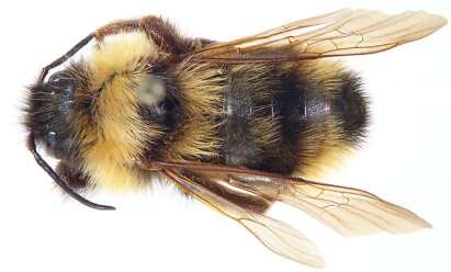 Image of Suckley Cuckoo Bumble Bee