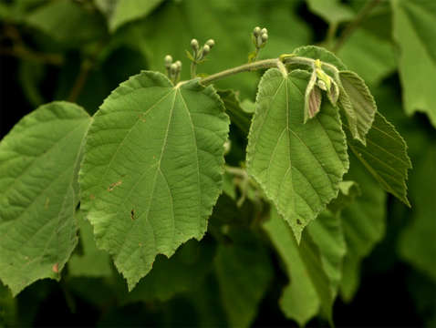 Image de Grewia flavescens Juss.