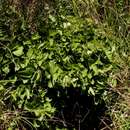Image of Grewia herbacea Hiern