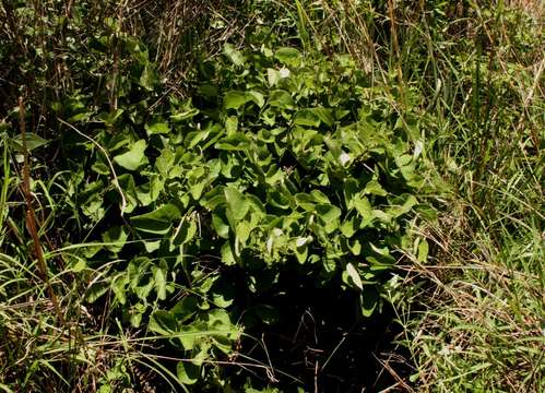 Image of Grewia herbacea Hiern