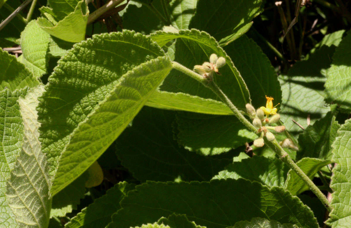 Image de Grewia herbacea Hiern