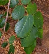 Image of Giant raisin