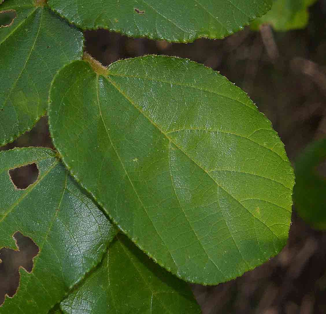 Image de Grewia hexamita Burret