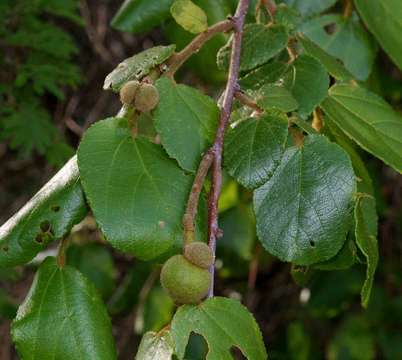 Image de Grewia hexamita Burret