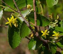 Image of Golden-fruit raisin