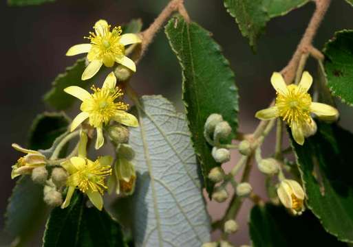 Image of Asegaai wood