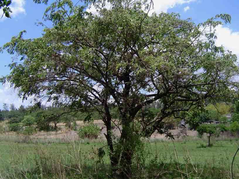 Image of Asegaai wood