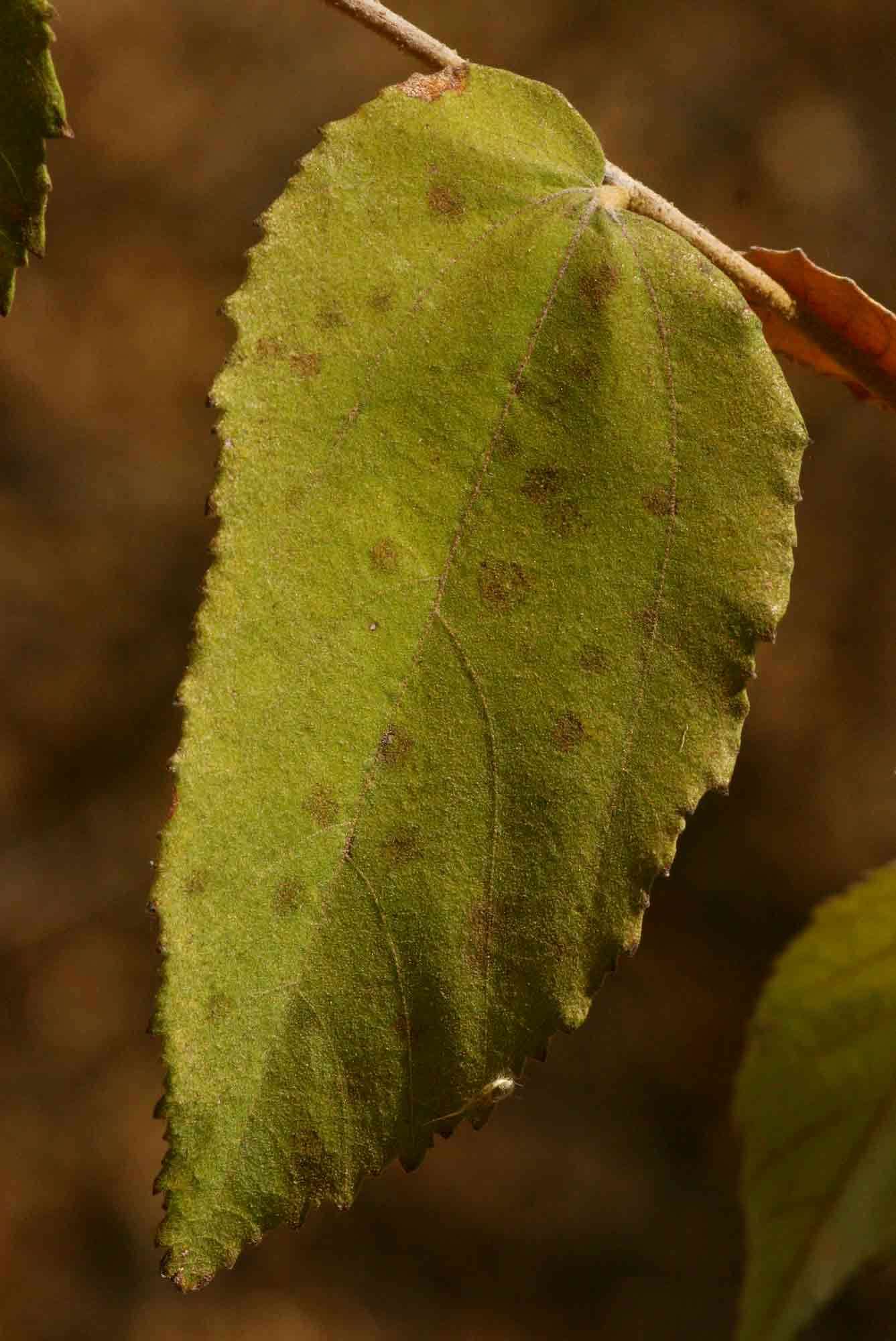 Image of Asegaai wood