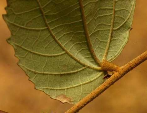 Image of Asegaai wood