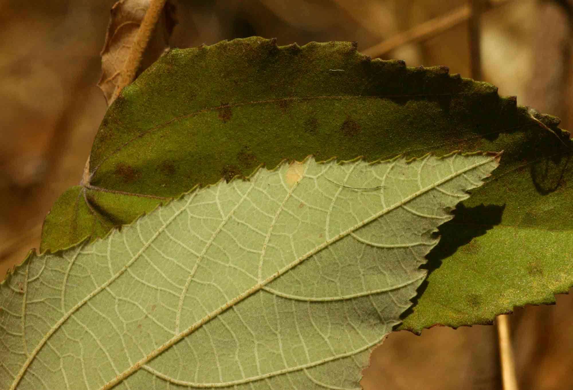 Image of Asegaai wood