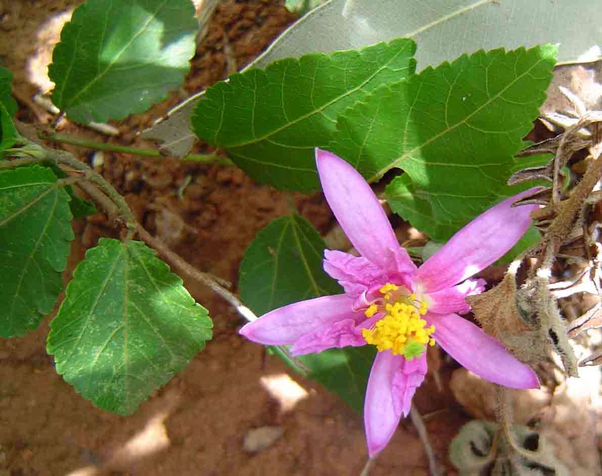 Image de <i>Grewia <i>occidentalis</i></i> L. var. occidentalis