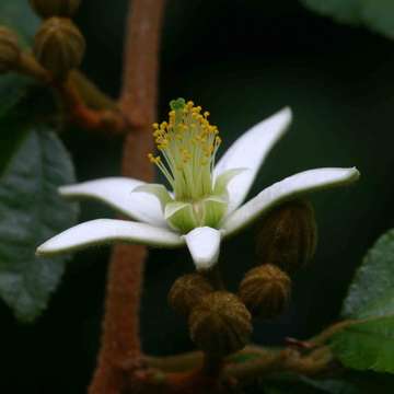 Image of Green-petalled grewia