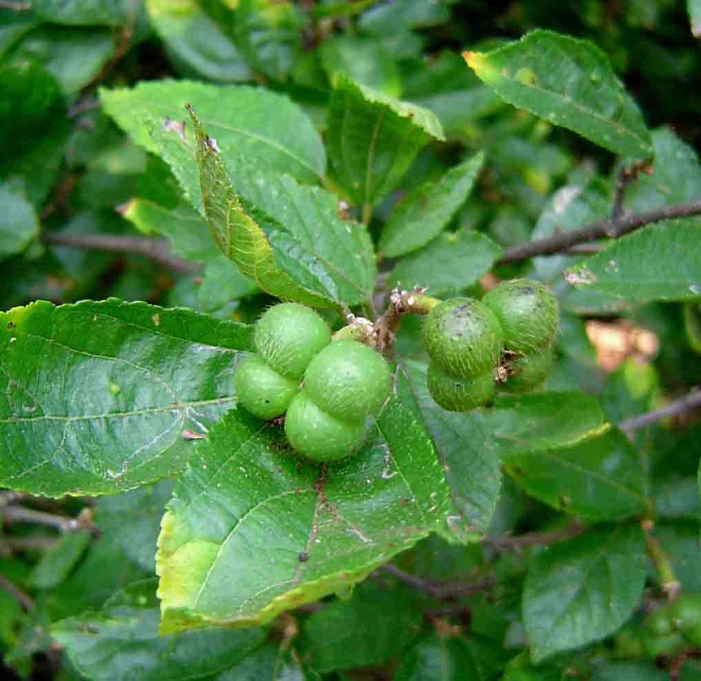 Image of Green-petalled grewia