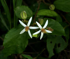 Image of Green-petalled grewia