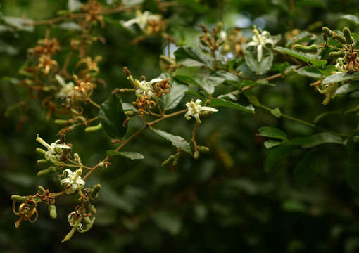 Image of Stellar raisin