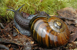 Image of Powelliphanta patrickensis (Powell 1949)