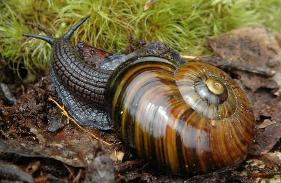 Image of Powelliphanta patrickensis (Powell 1949)