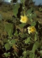 Sivun <i>Abutilon <i>angulatum</i></i> (Guill. & Perr.) Mast. var. angulatum kuva