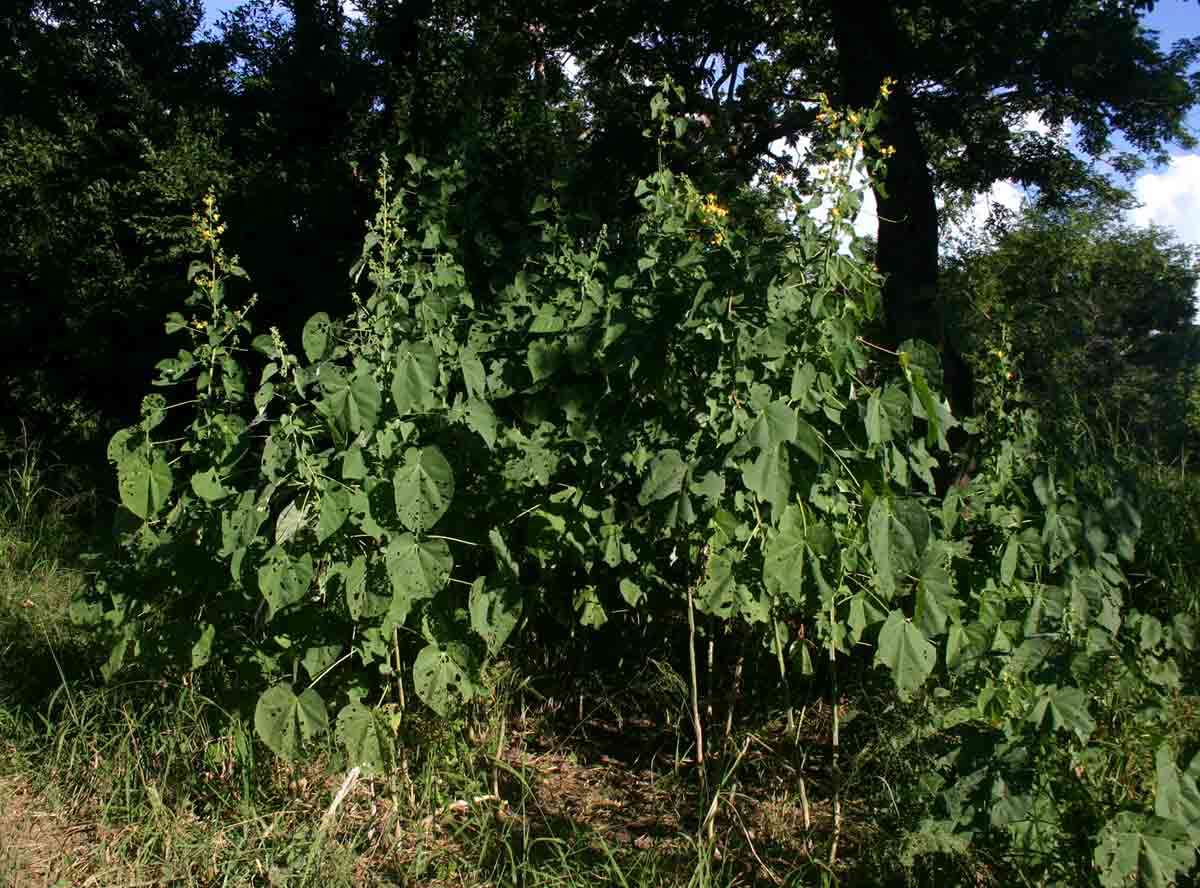 Sivun <i>Abutilon <i>angulatum</i></i> (Guill. & Perr.) Mast. var. angulatum kuva