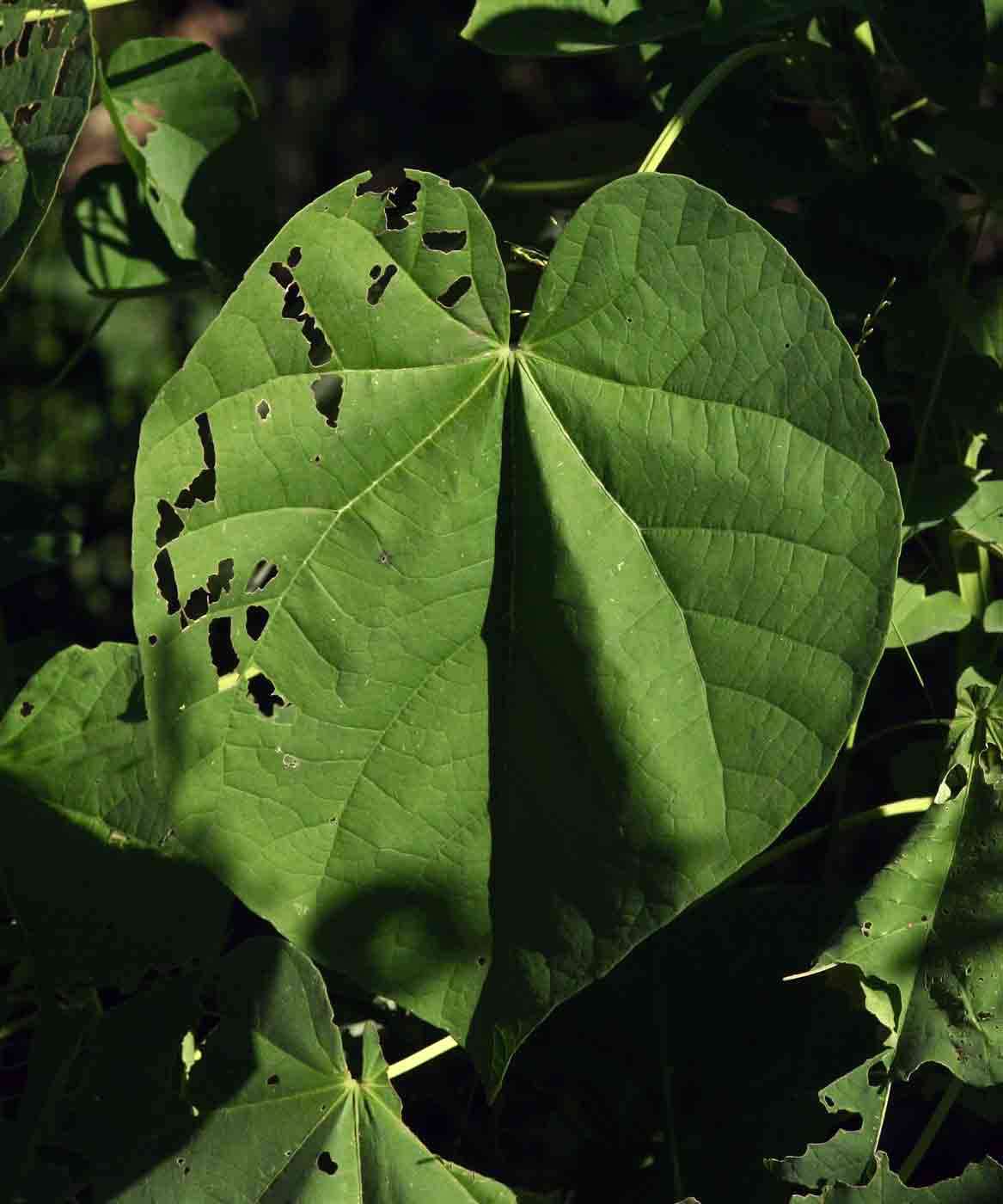 Image of Elephant's ear