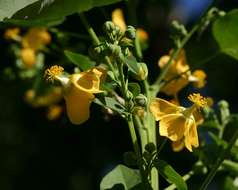 Image of Elephant's ear