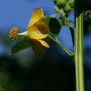 Imagem de <i>Abutilon <i>angulatum</i></i> (Guill. & Perr.) Mast. var. angulatum