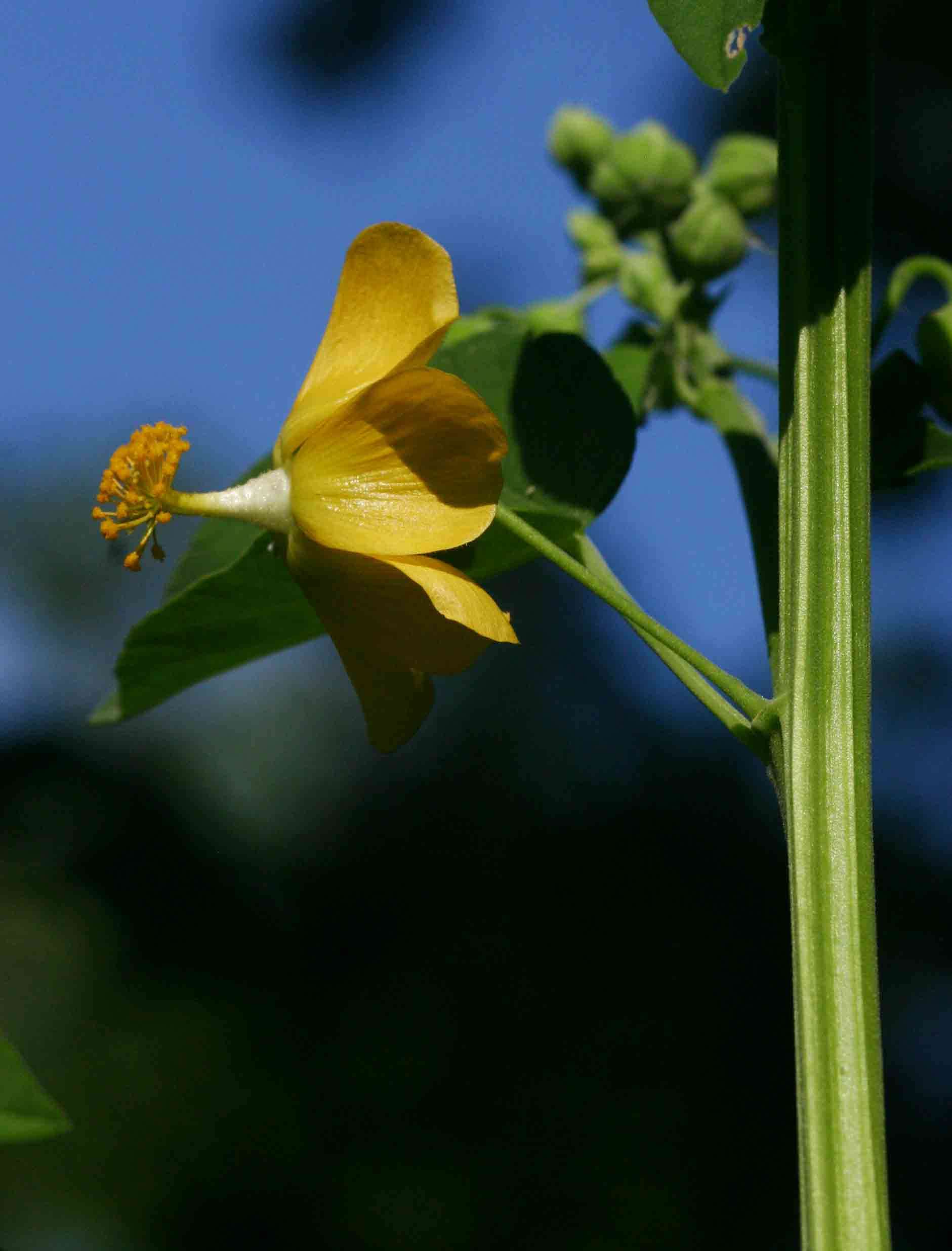 Image of Elephant's ear