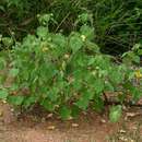 Imagem de Abutilon grandiflorum G. Don