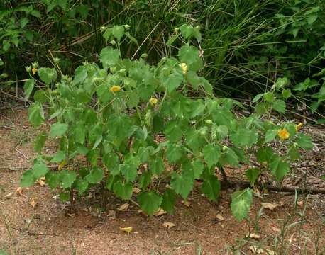 Image of Abutilon grandiflorum G. Don