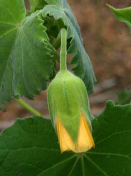 Imagem de Abutilon grandiflorum G. Don