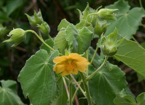 Imagem de Abutilon grandiflorum G. Don