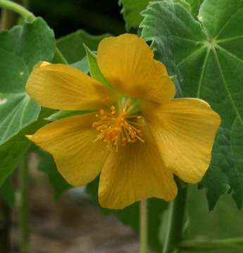 Image of Abutilon grandiflorum G. Don