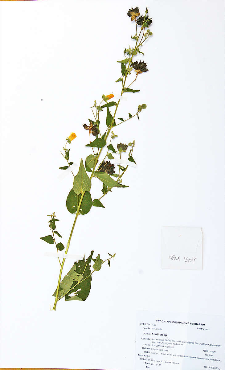 Image of Abutilon lauraster Hochr.